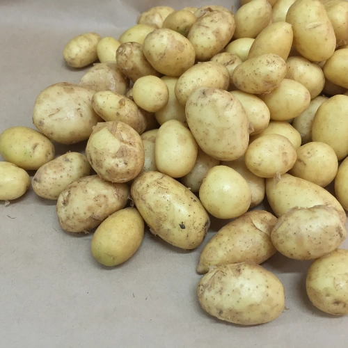 Organic Potato